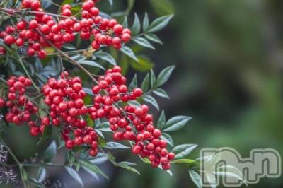 長岡デリヘル 奥様特急 長岡店(オクサマトッキュウナガオカテン) ふゆな(28)の2月9日写メブログ「やきとりなら💓？」