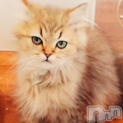 長岡デリヘル 奥様特急 長岡店(オクサマトッキュウナガオカテン) ふゆな(28)の3月8日写メブログ「ねこちゃん💓」