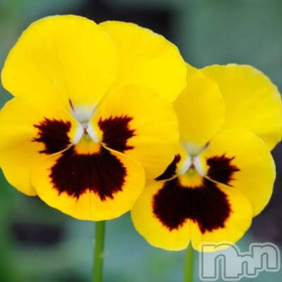 長岡デリヘル 奥様特急 長岡店(オクサマトッキュウナガオカテン) ふゆな(28)の3月12日写メブログ「リアン♥」