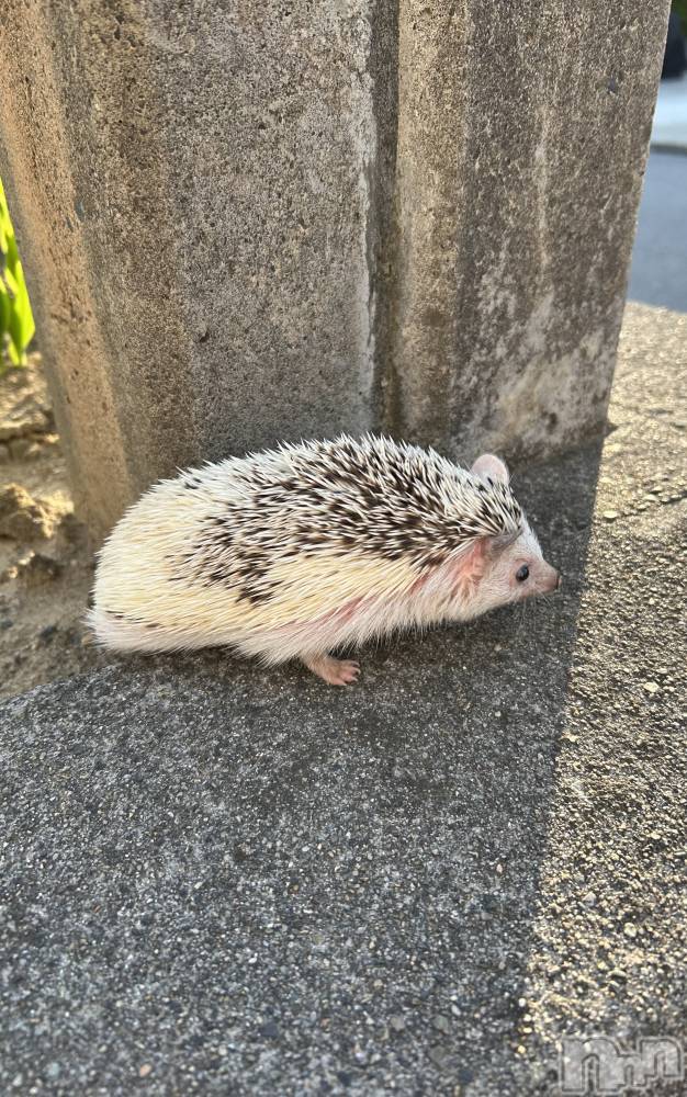 ĮХ顦CLUB Venus(֥ʥ) ʤ52̥֥🦔İ❣️