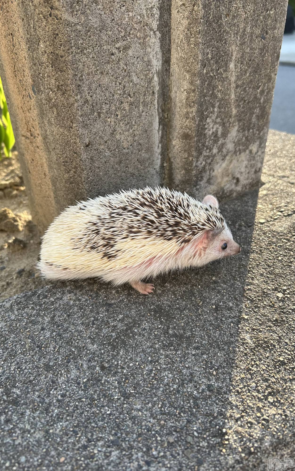 ĮХ顦CLUB Venus(֥ʥ) 2025ǯ52̥֥🦔İ❣️