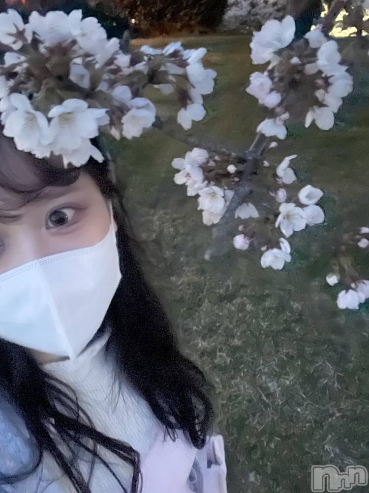 ʥå륺С饪աɥС Mimi(饪աɥС ߥ) ʤ412̥֥֤ΤϤʤӤ顡Ȥ