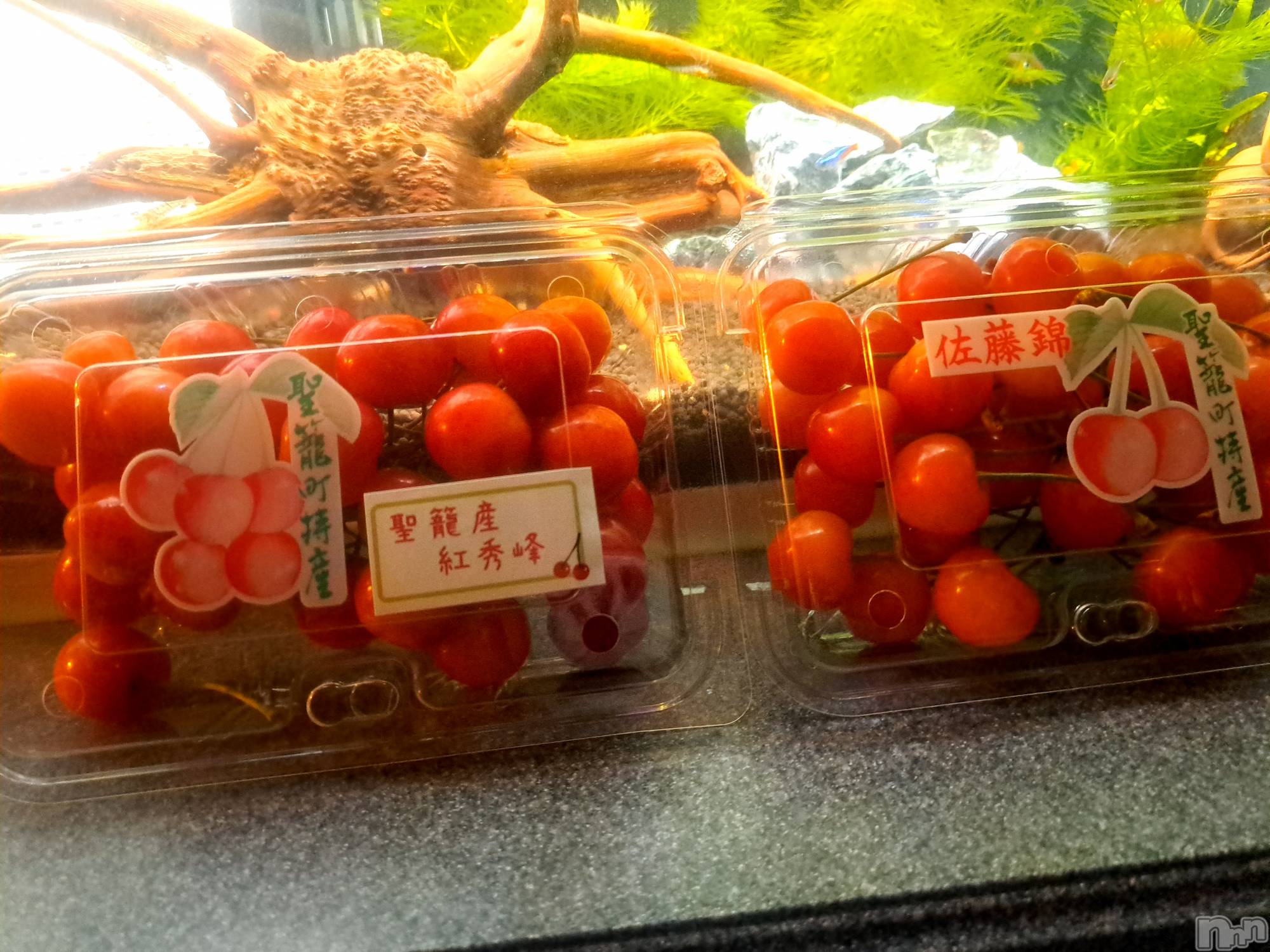 㡦ȯĥꥢ󥺥allure(塼) 2025ǯ619̥֥🍒🍒🍒