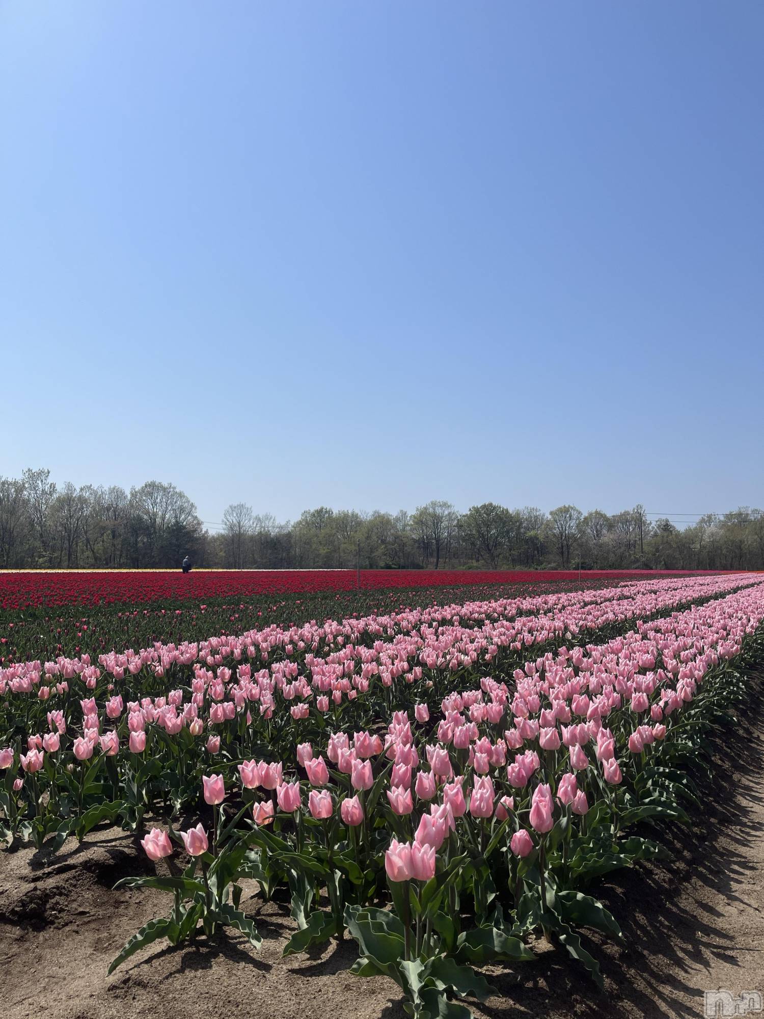 ȯĥХ顦CLUB  F.ROZEN(֥ե) 2025ǯ423̥֥֤塼ä🌷