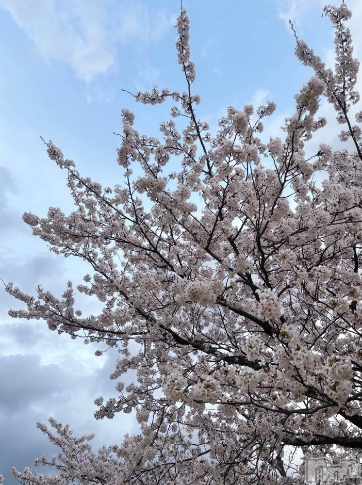 新潟デリヘルCherish Amulet(チェリッシュ アミュレット) こはく★ ≪中毒性120％痴女≫(29)の4月8日写メブログ「🌸 🌸 🌸 」