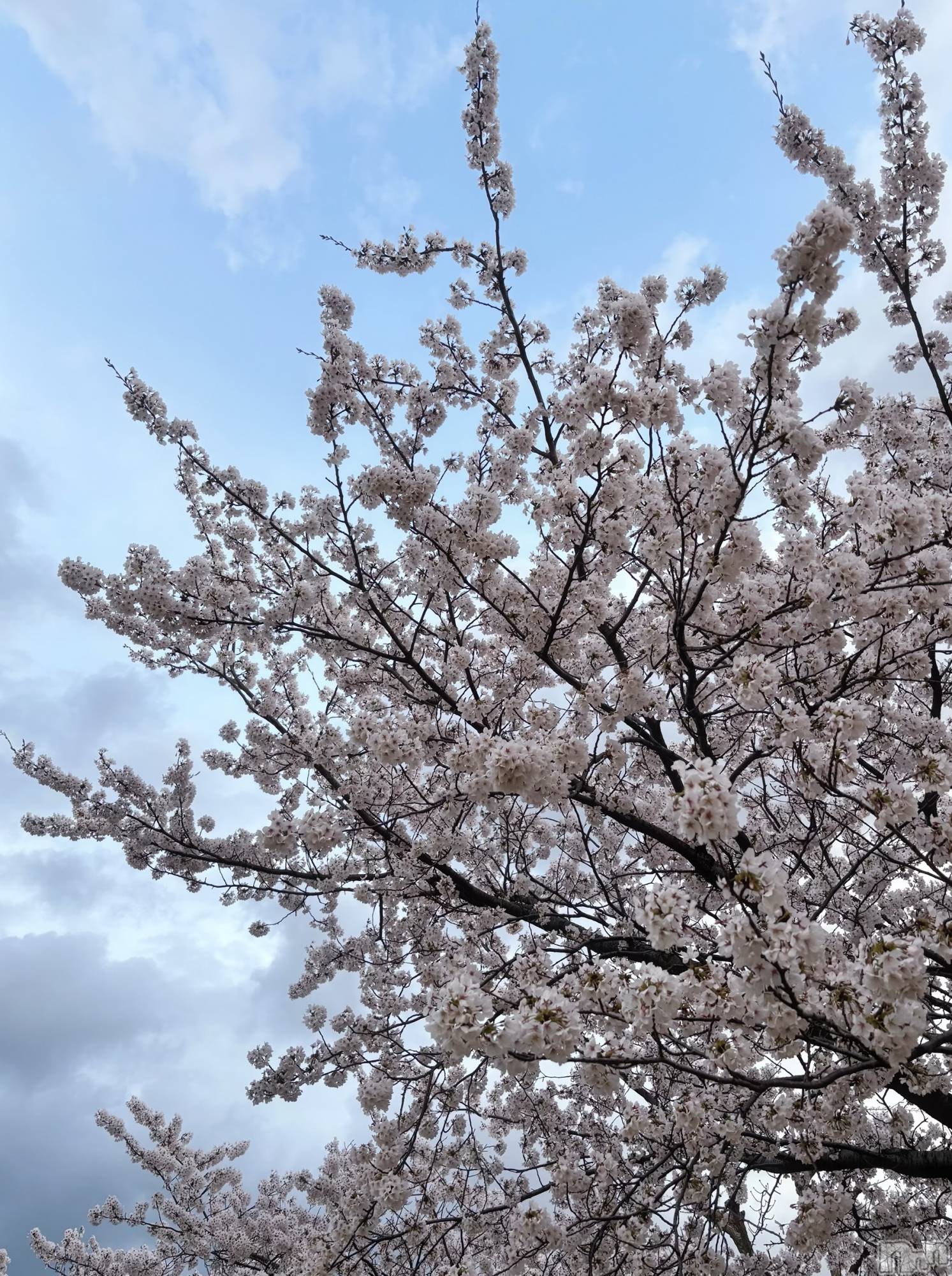 新潟デリヘルCherish Amulet(チェリッシュ アミュレット)こはく★ ≪中毒性120％痴女≫(29)の2026年4月8日写メブログ「🌸 🌸 🌸 」