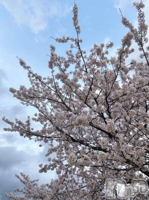 新潟デリヘル Cherish Amulet(チェリッシュ アミュレット) こはく★ ≪中毒性120％痴女≫(29)の4月8日写メブログ「🌸 🌸 🌸 」