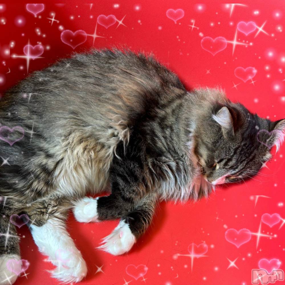 ��ë����Х��顦�����CLUB��Paladin(����֡��ѥ�ǥ���) ���ʤ�2��10���̥�֥���������((꜆꜄ ���꒳���)꜆꜄꜆��