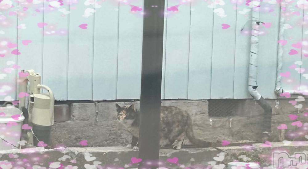 ��ë����Х��顦�����CLUB��Paladin(����֡��ѥ�ǥ���) ���ʤ�4��2���̥�֥����֥���������