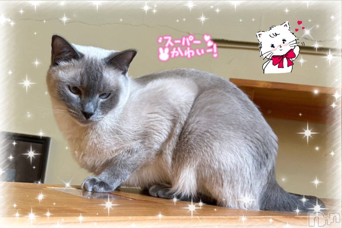 ��ë����Х��顦�����CLUB��Paladin(����֡��ѥ�ǥ���) ��2025ǯ2��22���̥�֥�����222🐱��