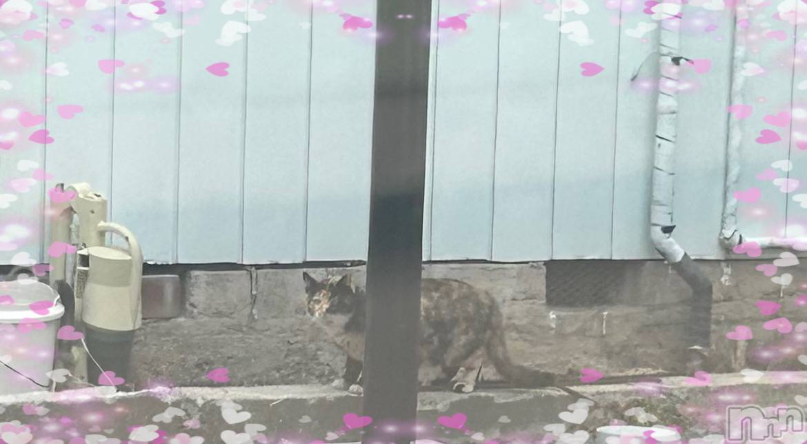 ��ë����Х��顦�����CLUB��Paladin(����֡��ѥ�ǥ���) ��2025ǯ4��2���̥�֥����֥���������