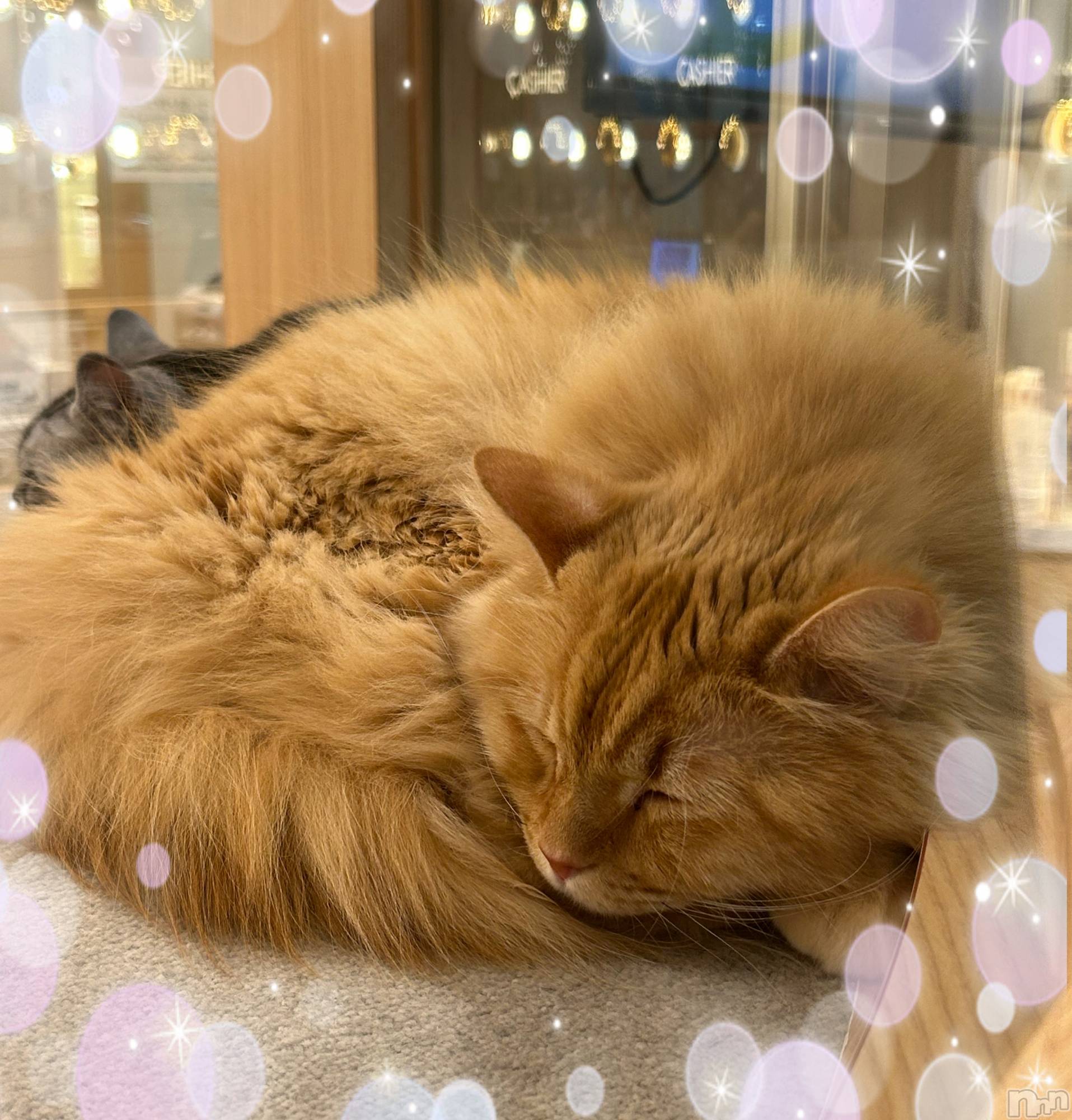 ��ë����Х��顦�����CLUB��Paladin(����֡��ѥ�ǥ���) ��2025ǯ12��23���̥�֥����֤��ä�😭��