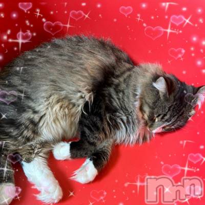 ��ë����Х��顦�����CLUB��Paladin(����֡��ѥ�ǥ���) ���ʤ�2��10���̥�֥���������((꜆꜄ ���꒳���)꜆꜄꜆��