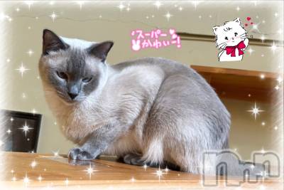 ��ë����Х��顦�����CLUB��Paladin(����֡��ѥ�ǥ���) ���ʤ�2��22���̥�֥�����222🐱��