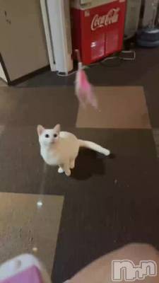 🐈