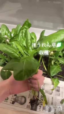 ڱ🥬🥬