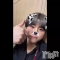 ȯ󥺥ѥ˥ ɸѥ˥ Voclato-ͤ-(ܥ) ޤưWж桪