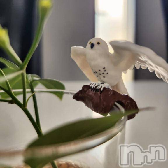 長岡デリヘル人妻楼　長岡店(ヒトヅマロウ　ナガオカテン) りこ(39)の11月16日写メブログ「お詫び、＊」