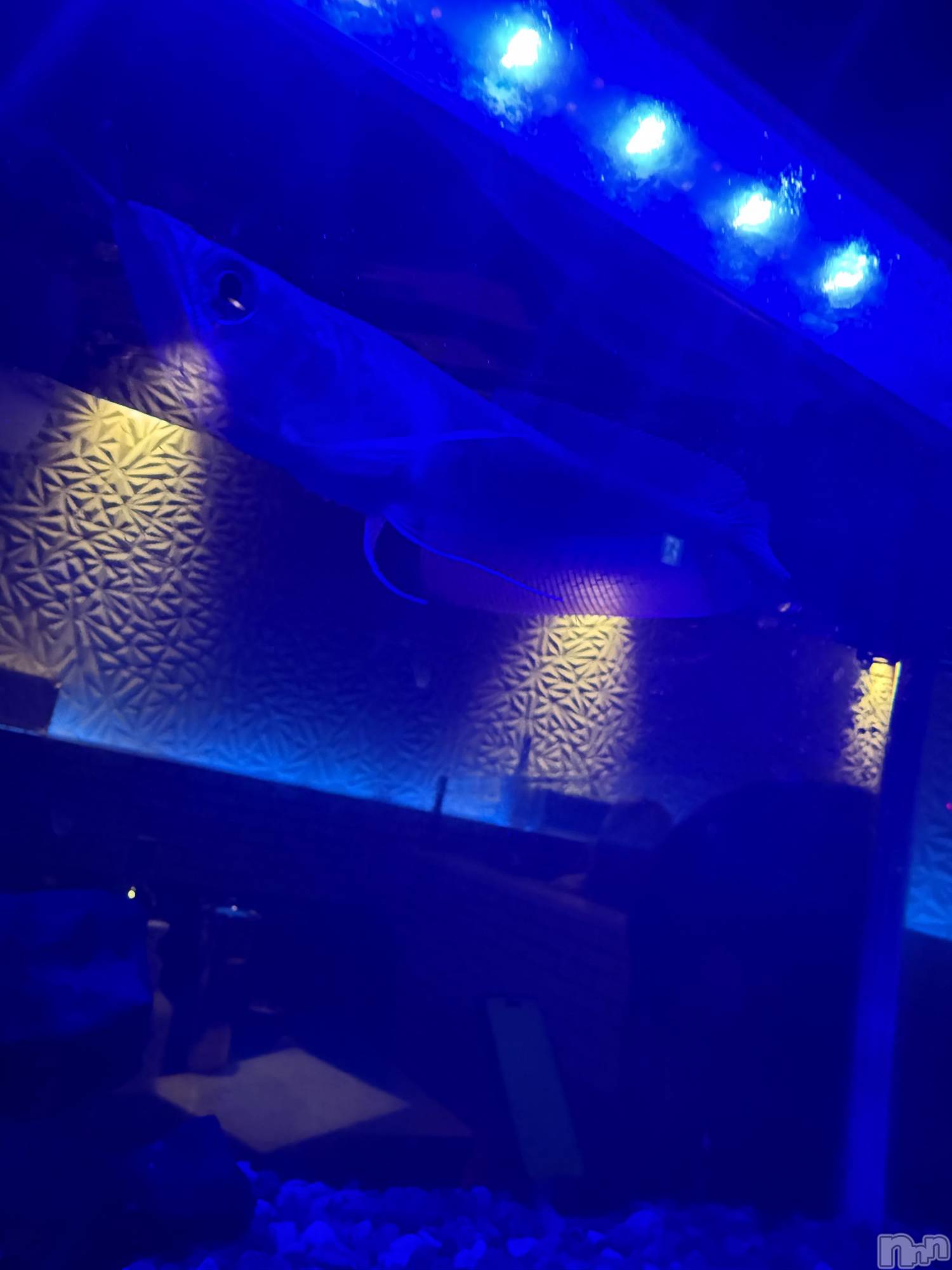 ƲХ顦clubTiara(ƥ) 2025ǯ524̥֥֤塼