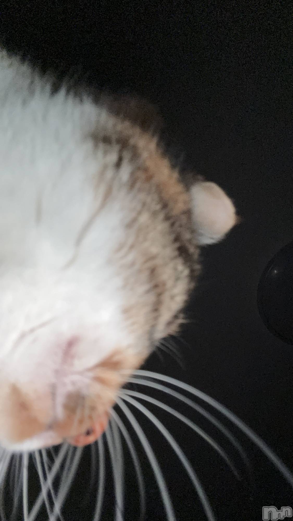 ƲХ顦clubTiara(ƥ) 2025ǯ1116̥֥֤