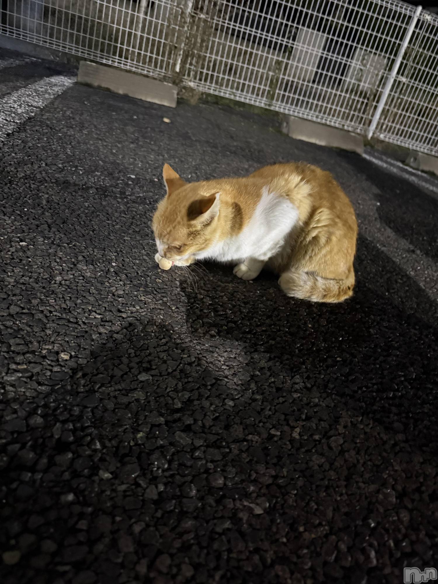 ƲХ顦clubTiara(ƥ) 2025ǯ1122̥֥֤