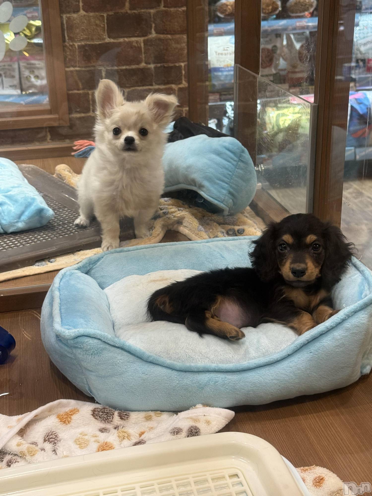 ��Ʋ����Х��顦�����clubTiara(�ƥ�����) ��2026ǯ1��27���̥�֥����֤����