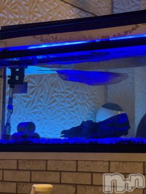 ƲХ顦clubTiara(ƥ) 󤫤1120̥֥֤