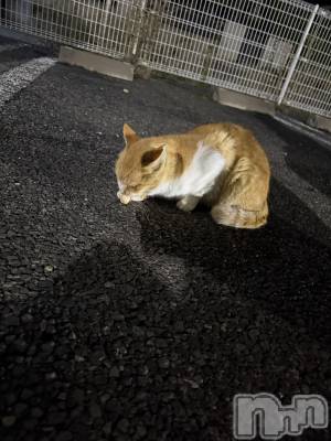 ƲХ顦clubTiara(ƥ) 󤫤1122̥֥֤