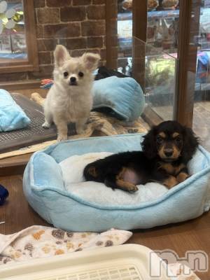 ��Ʋ����Х��顦�����clubTiara(�ƥ�����) ��󤫤�1��27���̥�֥����֤����