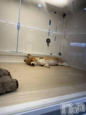 ��Ʋ����Х��顦�����clubTiara(�ƥ�����) ��󤫤�3��13���̥�֥����֤����