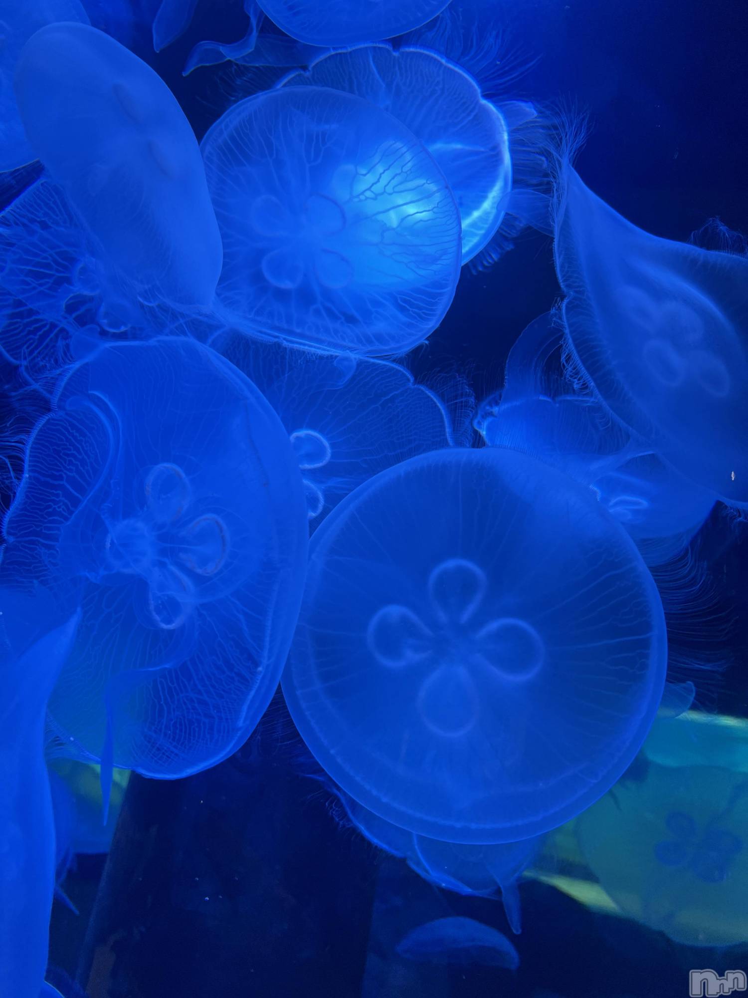 新潟メンズエステあろまえすて＠新潟(アロマエステアットニイガタ)美音＊みおん(28)の2026年1月13日写メブログ「ごめんなさい（ ;  ; ）」