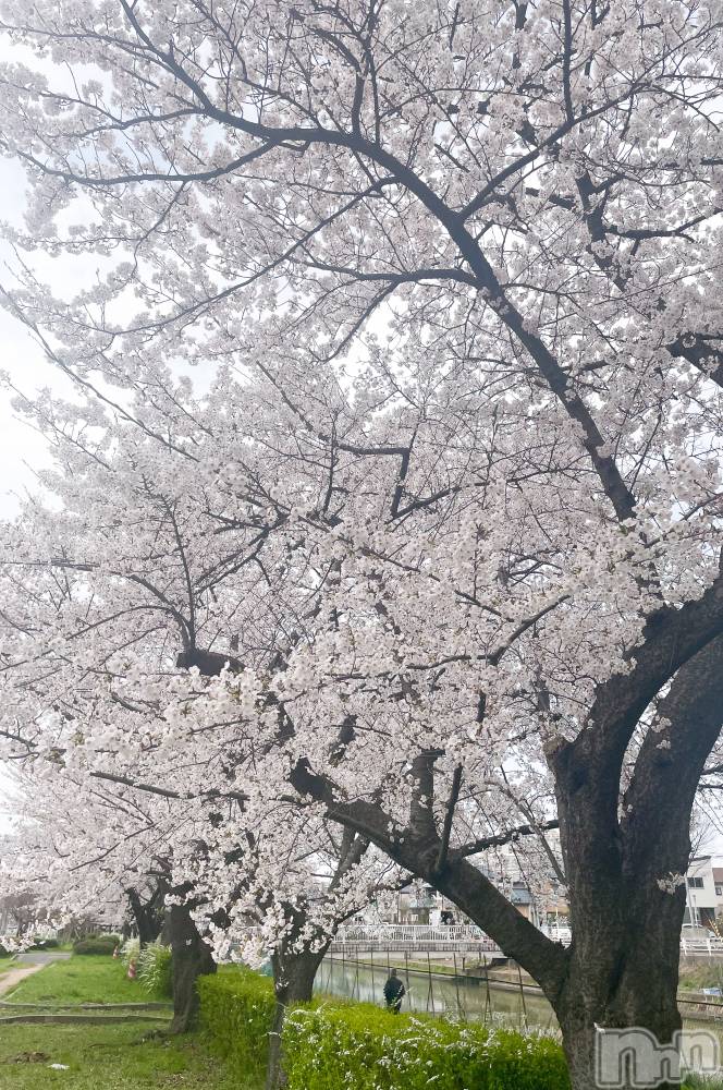 Х顦Souffle NIIGATA(ե˥) ֺ Ҥʤ411ֲ̥֥Ȥζ᤯🥰