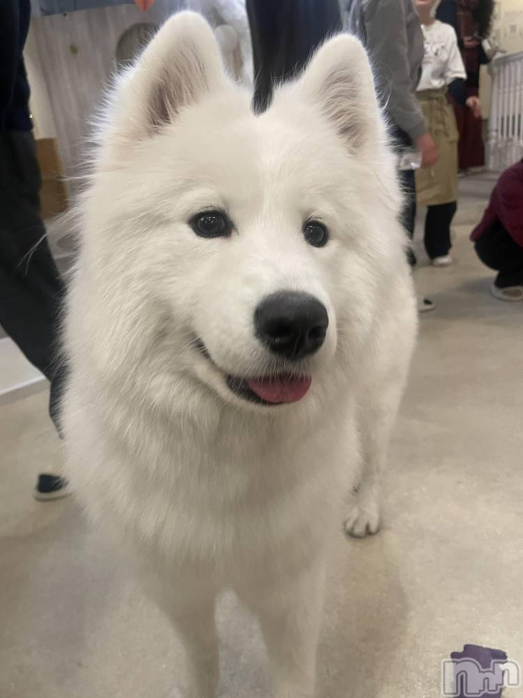 �����������Х��顦�����Souffle�� NIIGATA(���ե�˥�����) ���ֺ� �Ҥʤ�2��9���̥�֥����֤���襤����😖��