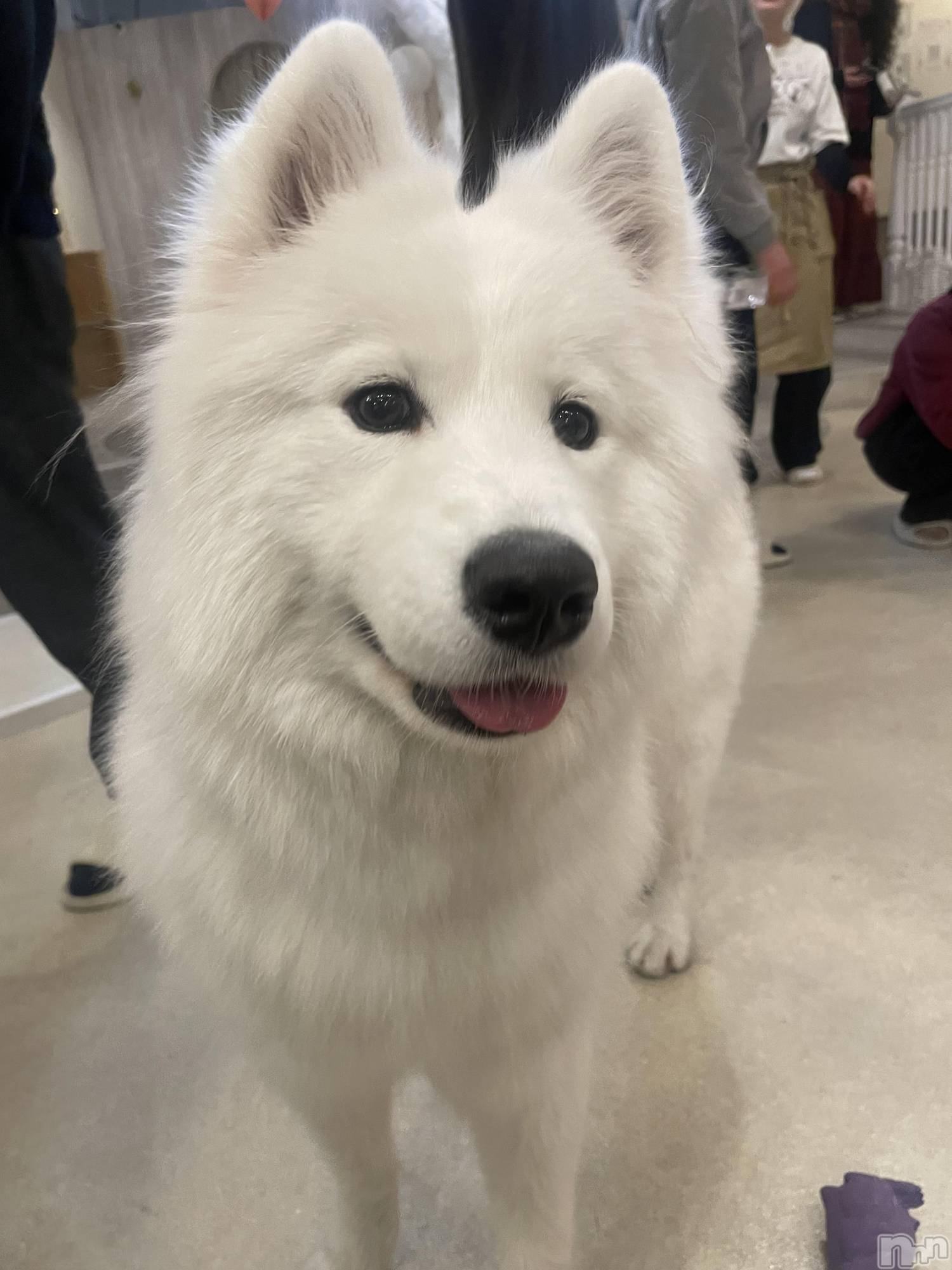 �����������Х��顦�����Souffle�� NIIGATA(���ե�˥�����) ��2026ǯ2��9���̥�֥����֤���襤����😖��