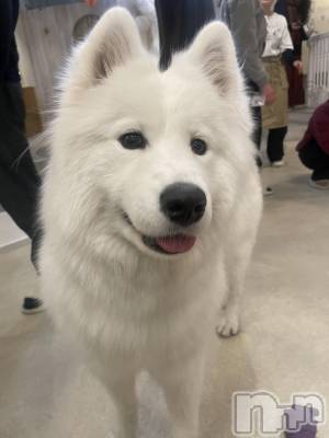 �����������Х��顦�����Souffle�� NIIGATA(���ե�˥�����) ���ֺ� �Ҥ�(24)��2��9���̥�֥����֤���襤����😖��