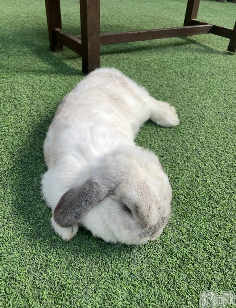 ܱХ顦() Ϥ515̥֥🐰
