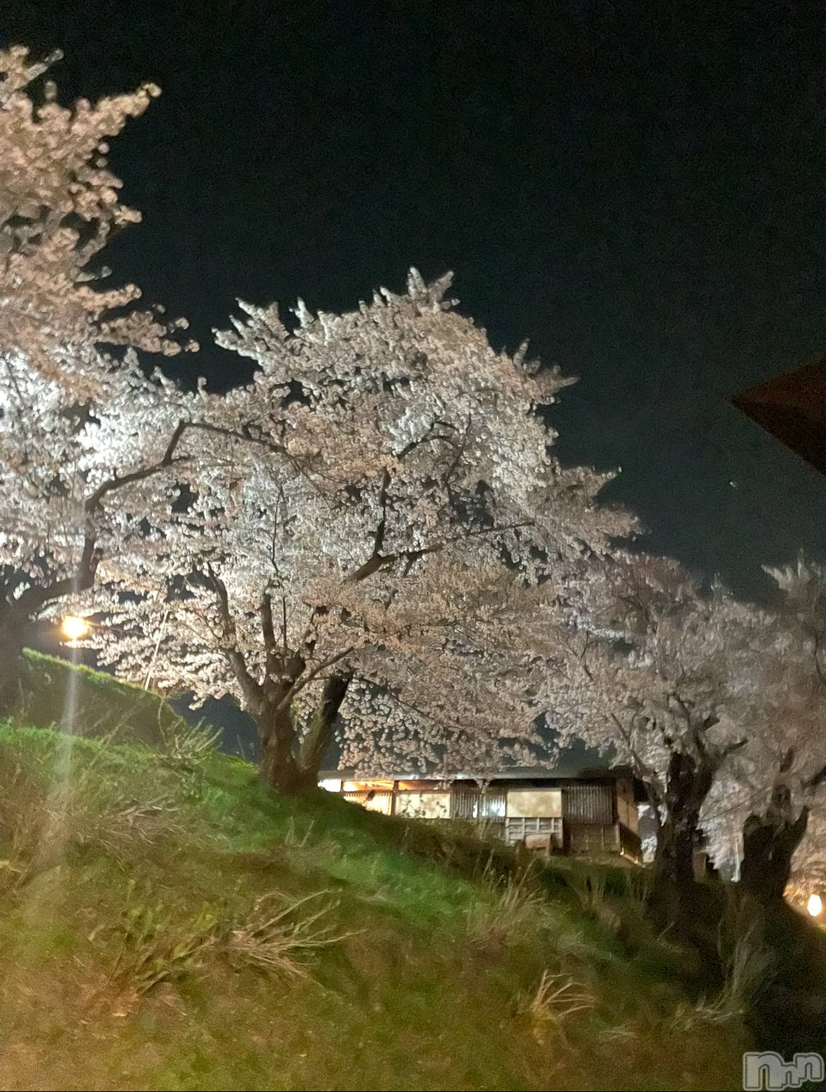 ܱХ顦() 2025ǯ424̥֥🌸
