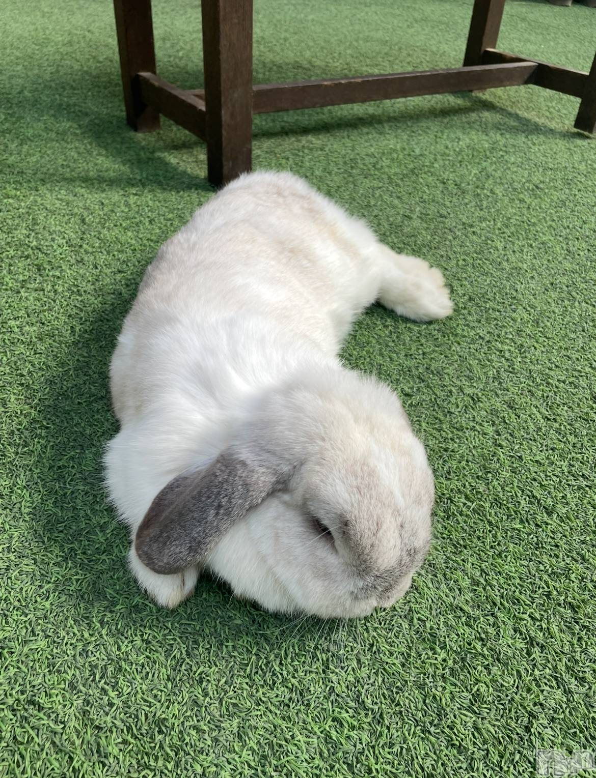ܱХ顦() 2025ǯ515̥֥🐰
