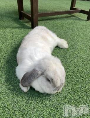 ܱХ顦() Ϥ(22)515̥֥🐰