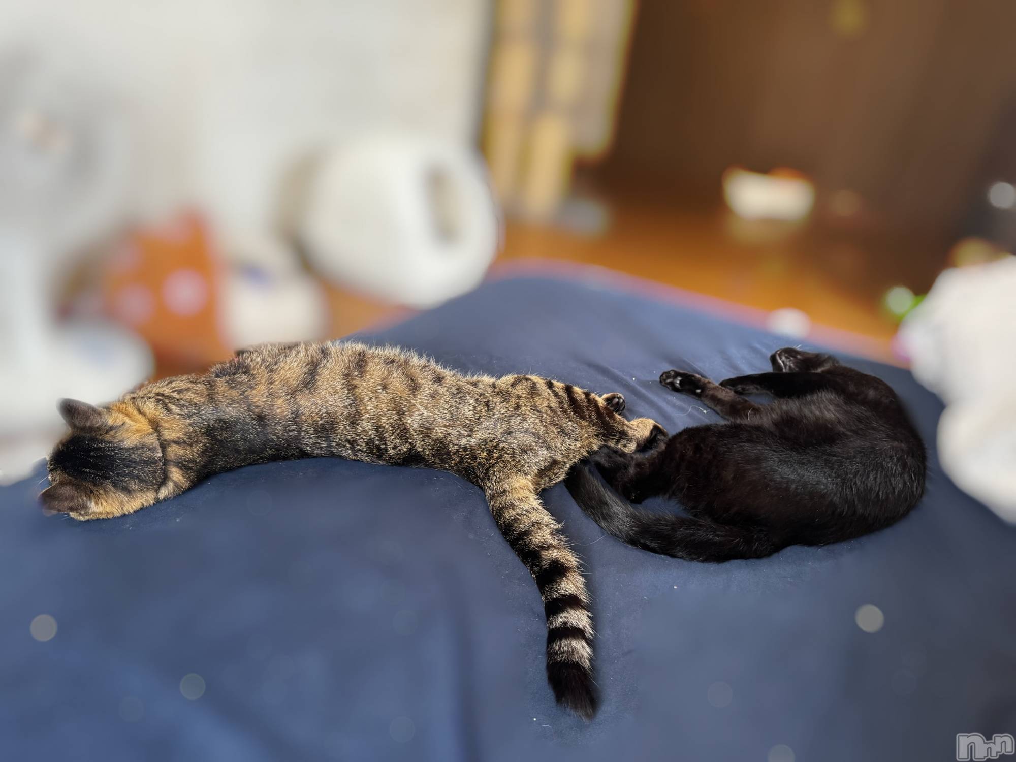 ܱХ顦() 2025ǯ627̥֥֤ˤ🐾🐾