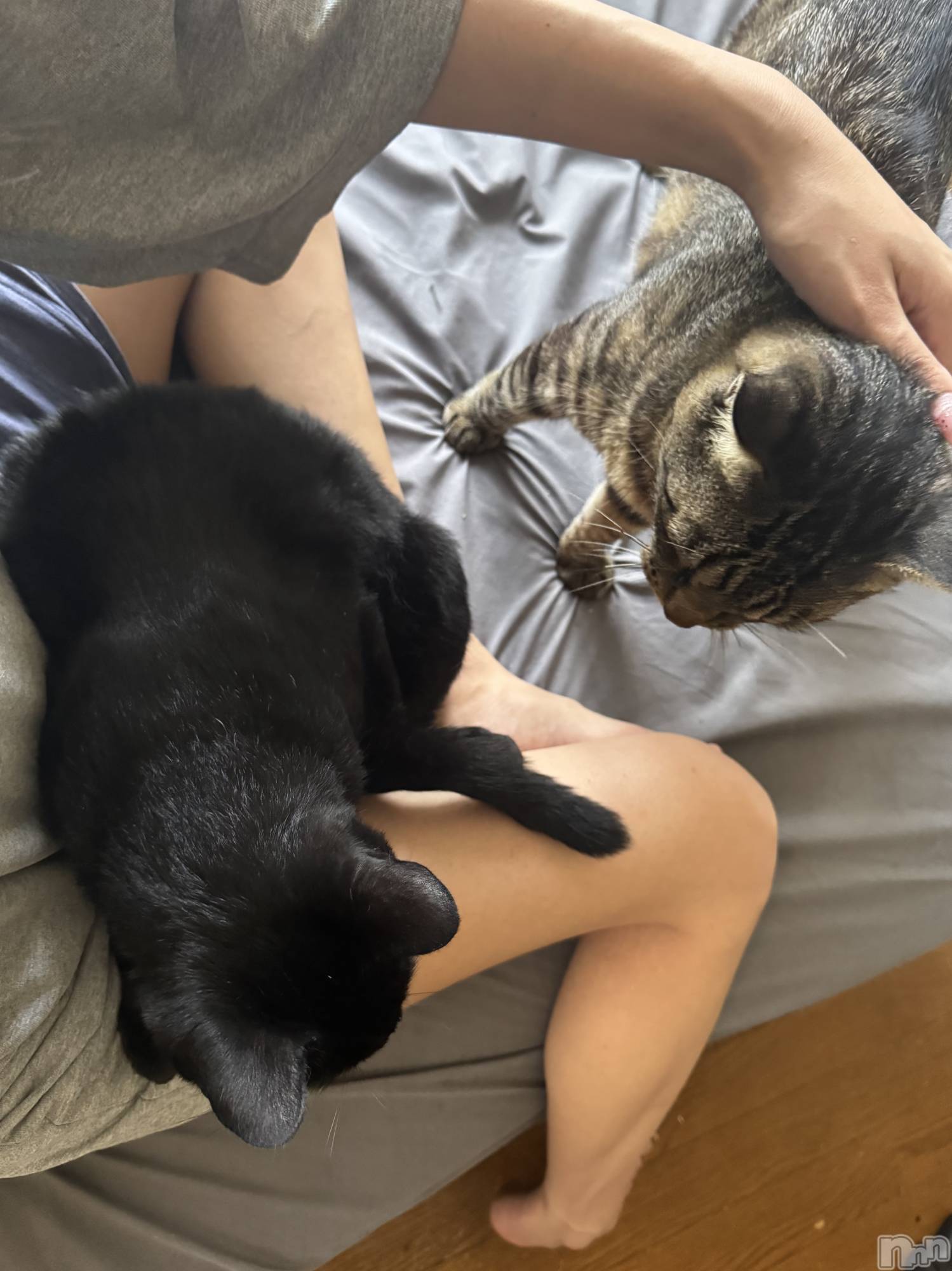 ܱХ顦() 2025ǯ825̥֥🐈🐈‍⬛⸒⸒⸒⸒🐾