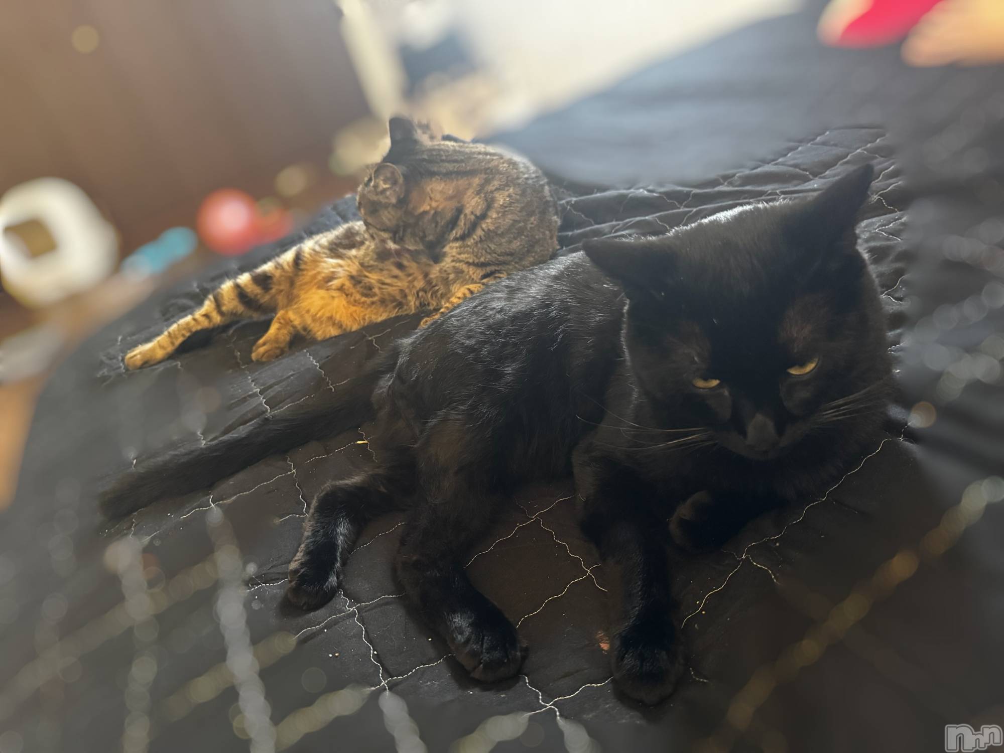 ܱХ顦() 2025ǯ929̥֥🐱🐾