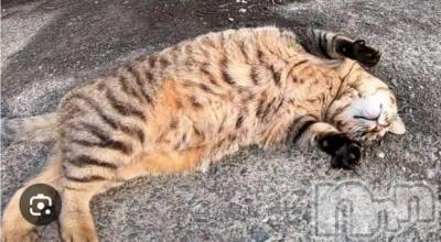 長岡デリヘル BIANCA～主人の知らない私～長岡店(ビアンカナガオカテン) 谷原　めぐ(32)の3月28日写メブログ「私の癒し❤」