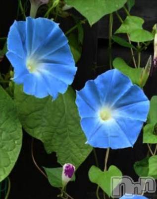 長岡デリヘル BIANCA～主人の知らない私～長岡店(ビアンカナガオカテン) 谷原　めぐ(32)の8月5日写メブログ「朝の顔♡」