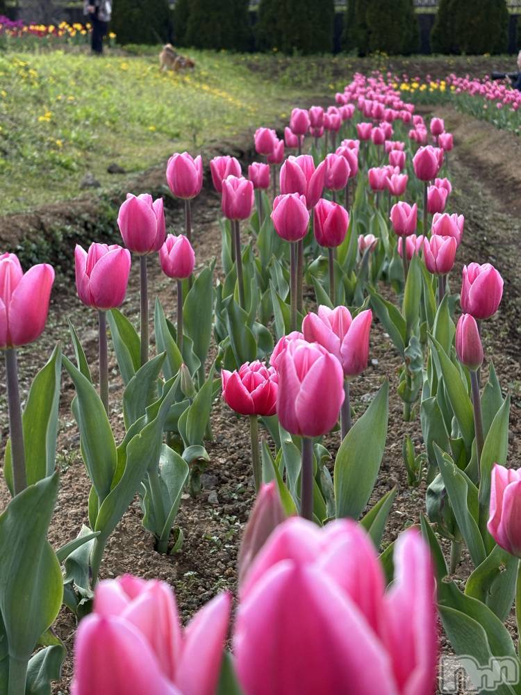 ܱХ顦֥ ץ ( ץ ޥĥ) դ椫619̥֥🌷