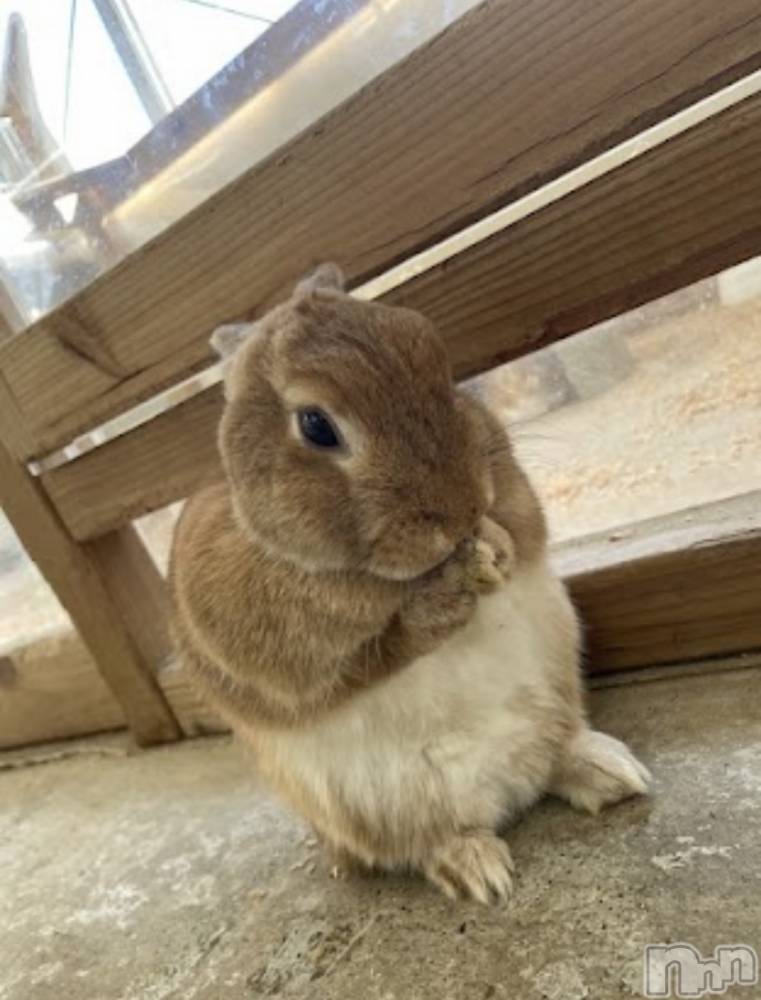 ܱХ顦֥ ץ ( ץ ޥĥ) դ椫77̥֥🐰