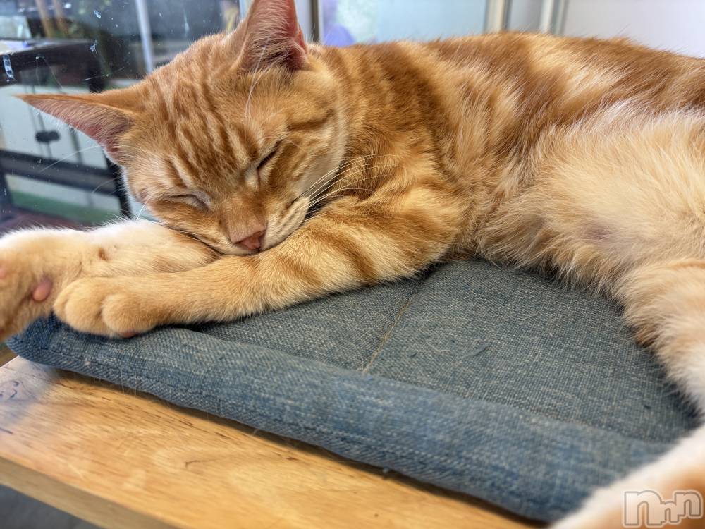 ܱХ顦֥ ץ ( ץ ޥĥ) դ椫820̥֥🐈