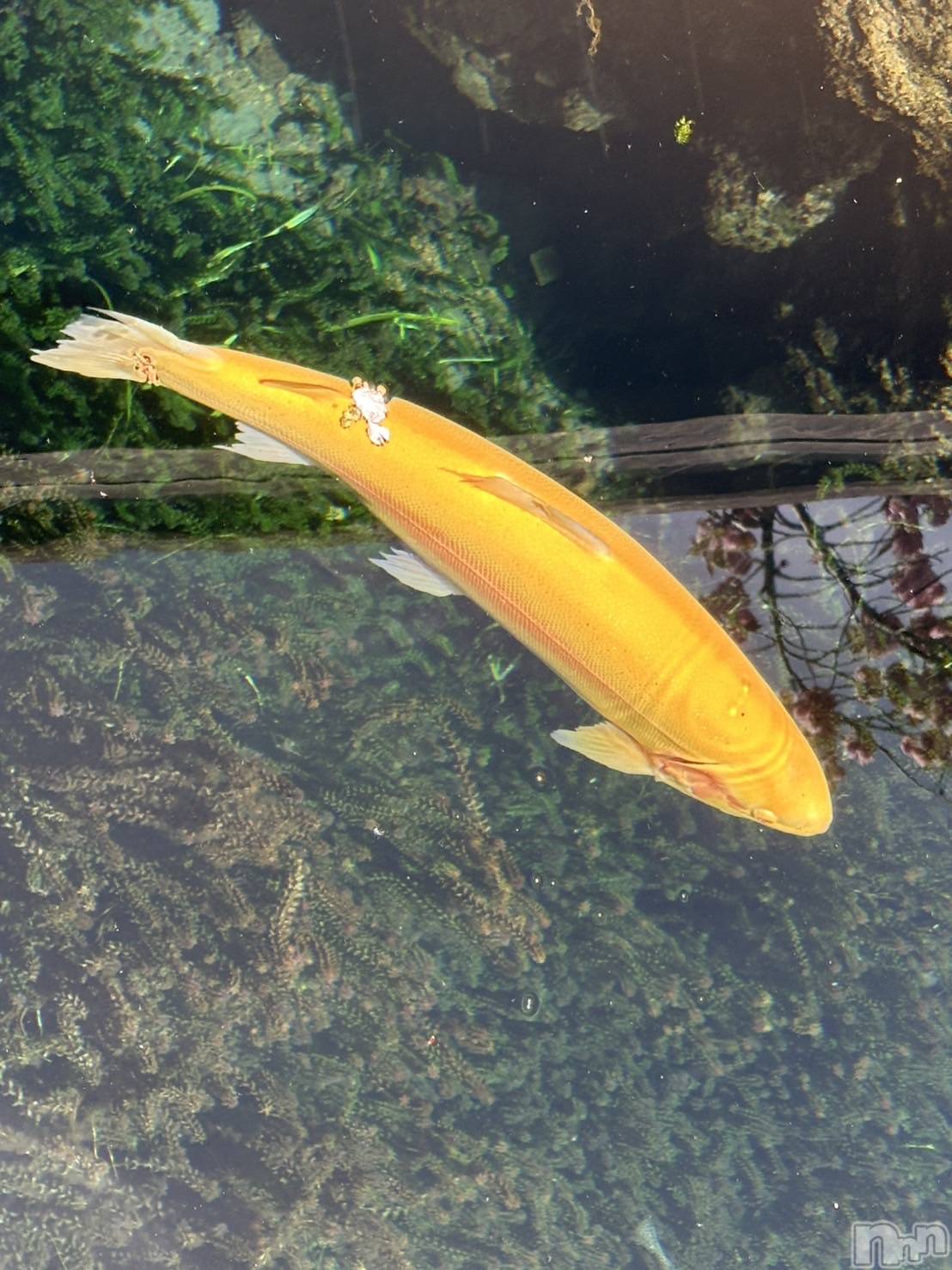 ܱХ顦֥ ץ ( ץ ޥĥ) 2025ǯ612̥֥🐟
