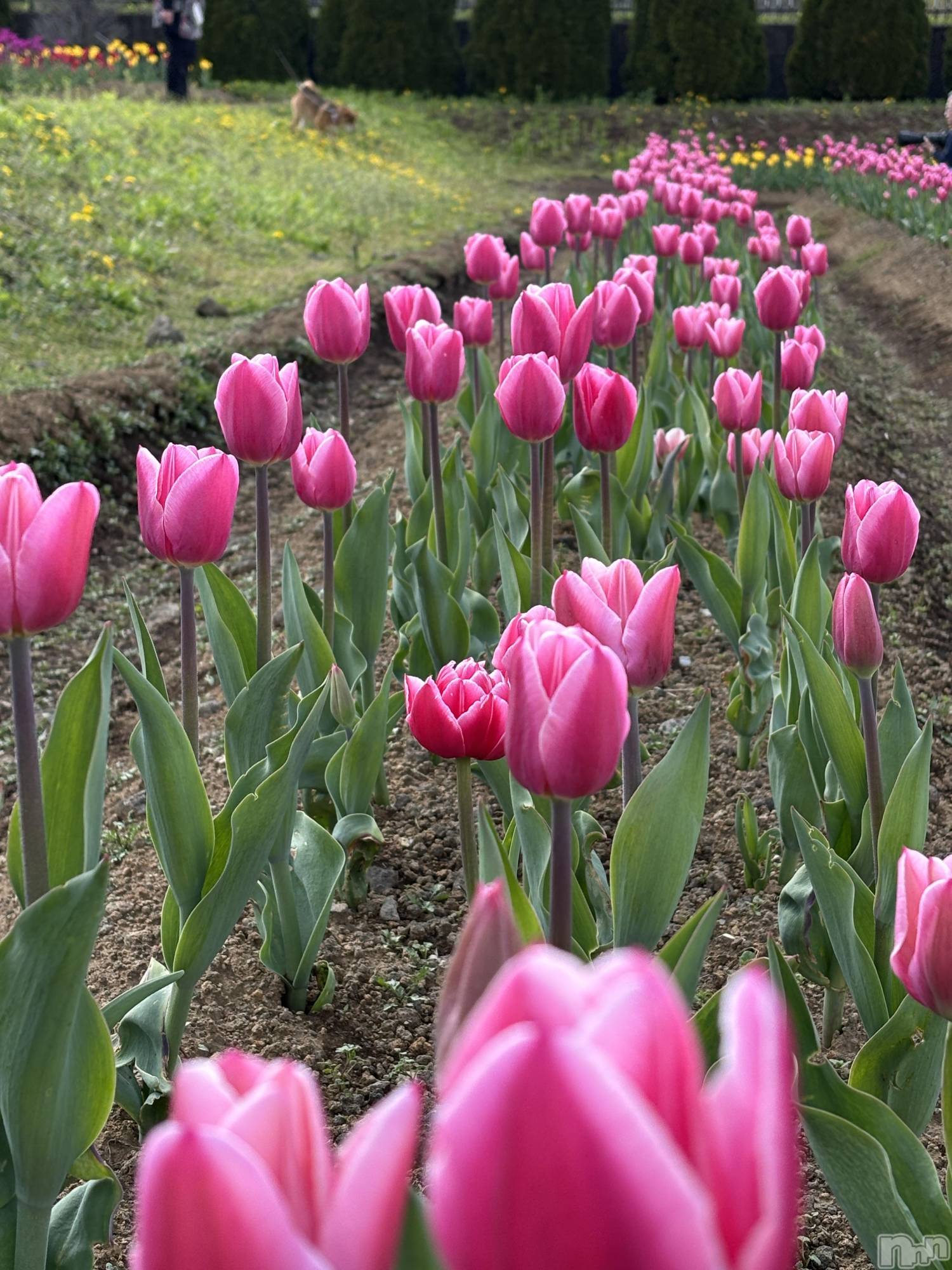 ܱХ顦֥ ץ ( ץ ޥĥ) 2025ǯ619̥֥🌷