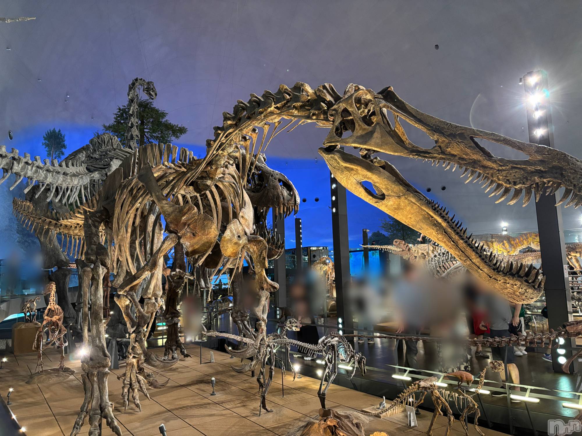 ܱХ顦֥ ץ ( ץ ޥĥ) 2025ǯ731̥֥🦕